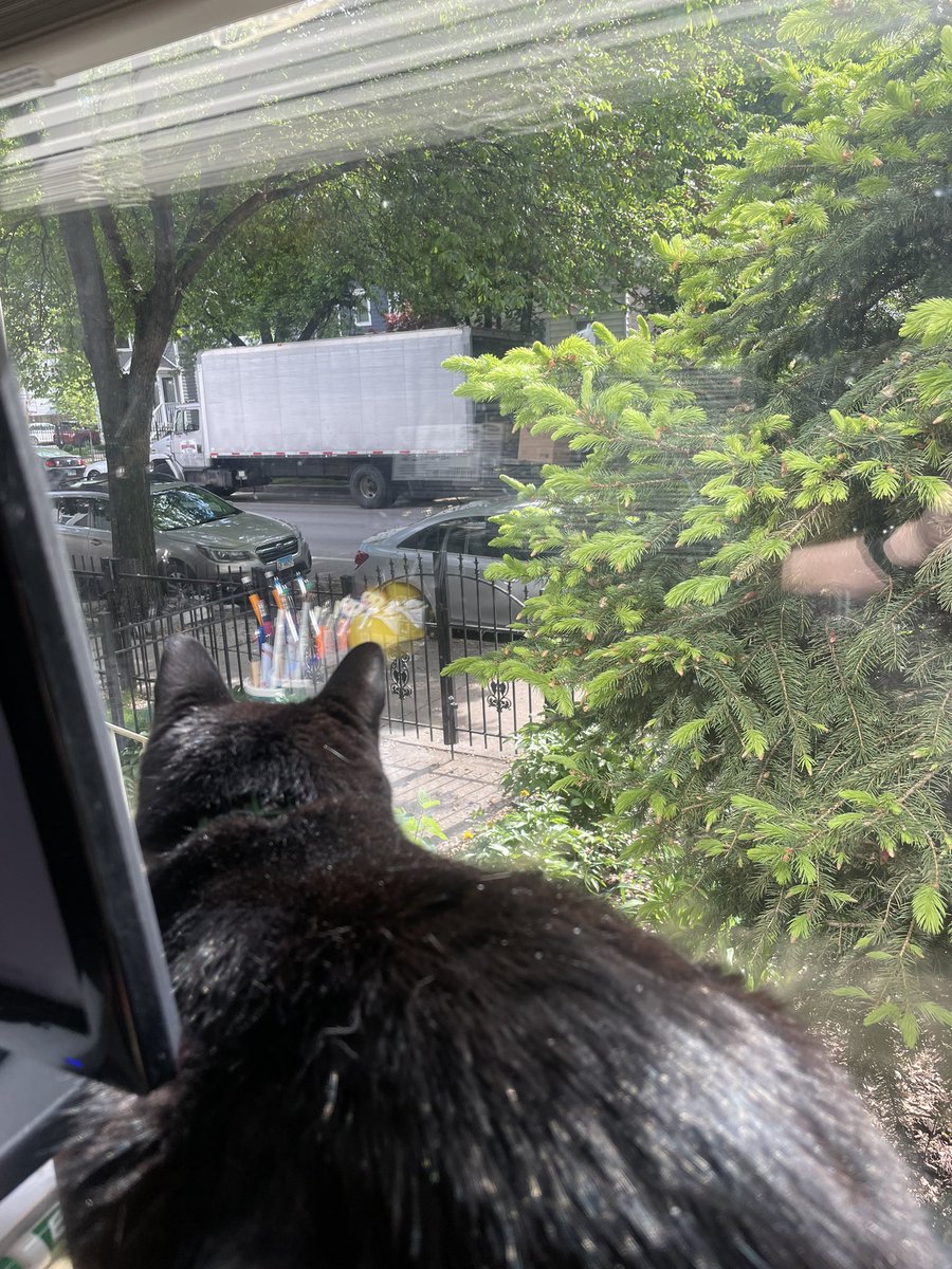 chenmd16's tweet image. Soaking up the sun and geriatric education at the virtual annual AGS conference #AGS24 @AmerAmerican while kitty watches a new refrigerator gets delivered across the street