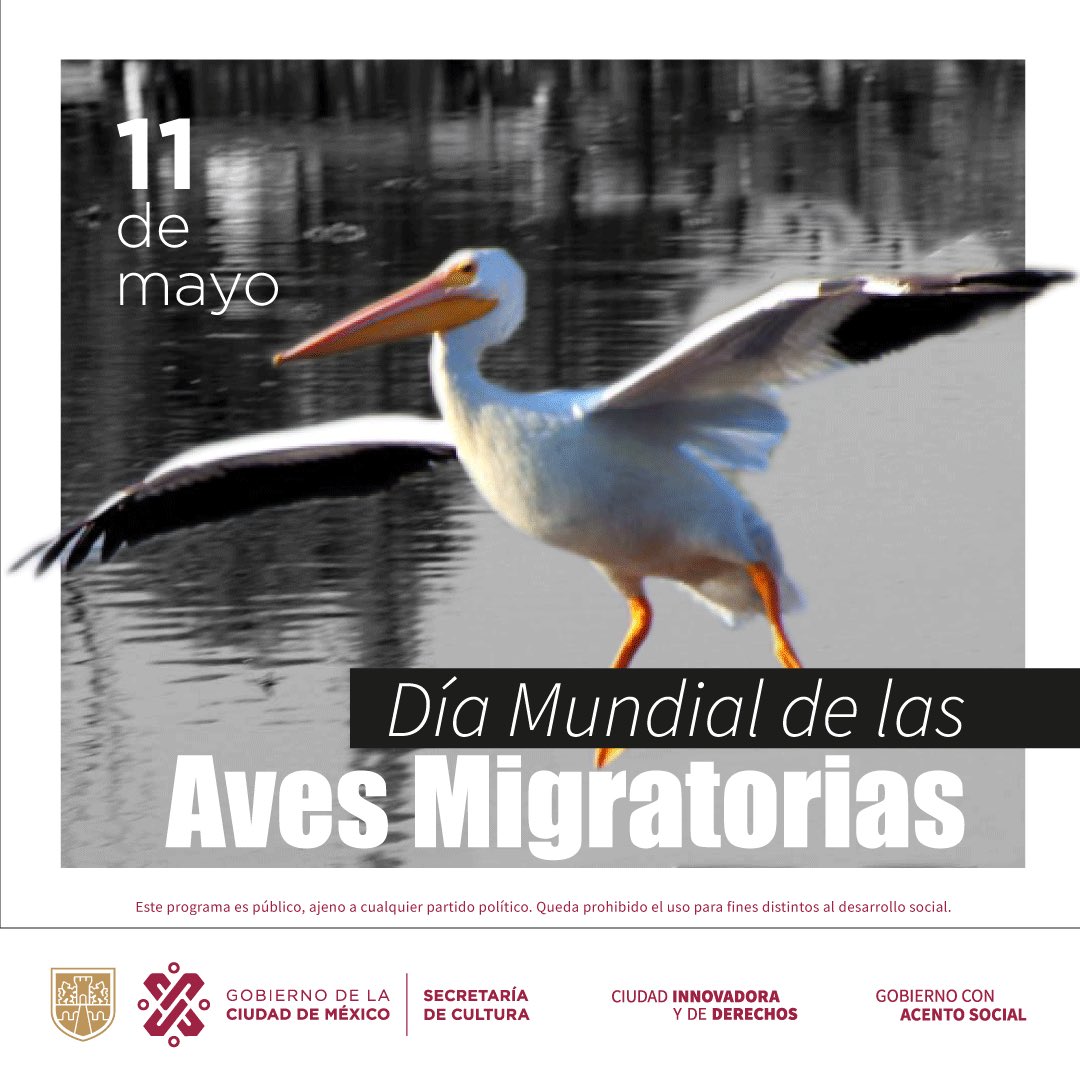 La Ciudad de México cuenta con áreas naturales que durante décadas han albergado a especies de otros ecosistemas aledaños, por lo que destacar el Día Mundial de las aves migratorias reafirma la importancia que tiene su estadía en la capital. Secretaría de @CulturaCiudadMx