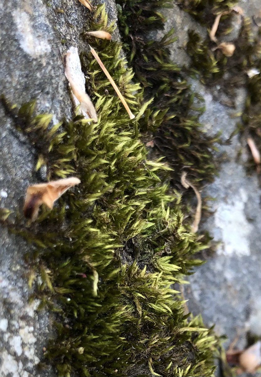 Every answer ever sought is #lithographed on rocks; still, we read #confusion where there’s not because we think we have been taught we can’t speak moss. #vsspoem #vss365 #poem #poetry #lith