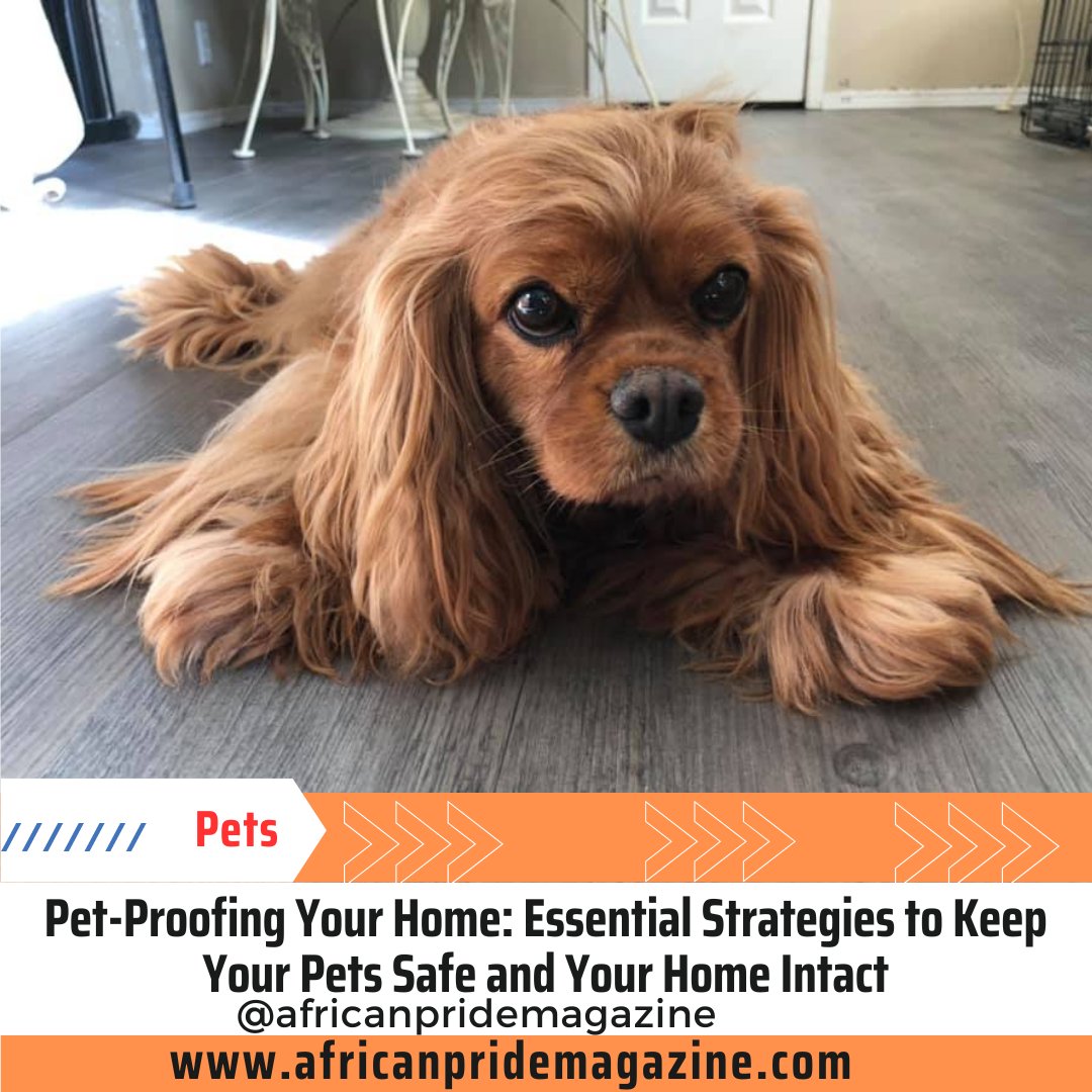Pet-Proofing Your Home: Essential Strategies to Keep Your Pets Safe and Your Home Intact 

Pet-proofing your ho... africanpridemagazine.com/blog/pet-proof…
#everyone #Africanpride #Africanpridemagazine #AfricanPridemagazinefan #Africanprideradio #AfricanPrideTV #cats #dogs #followers #furryfri...