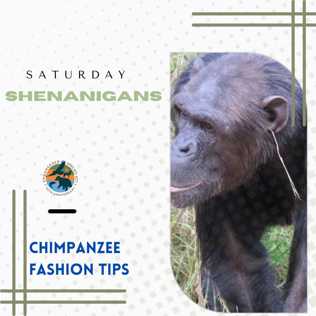 ESA at 50 tweet media