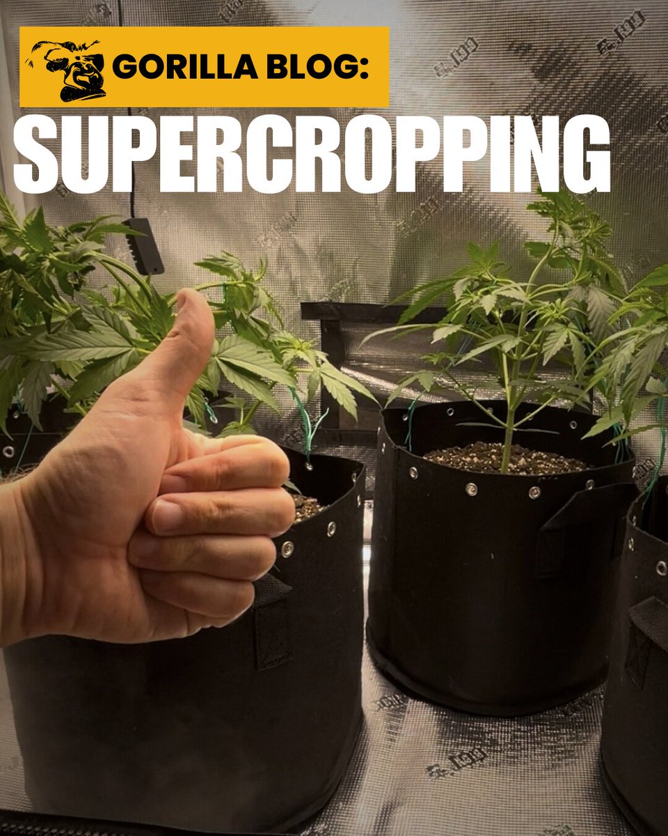 💪 Ramp up your grow game with our latest blog on #supercropping! Master this high-stress training technique to boost your plants’ strength and yield. Curious how? Hit the link to learn all about bending and pinching.🚀 #GrowStrong 🌱 learn supercropping: bit.ly/Supercropping