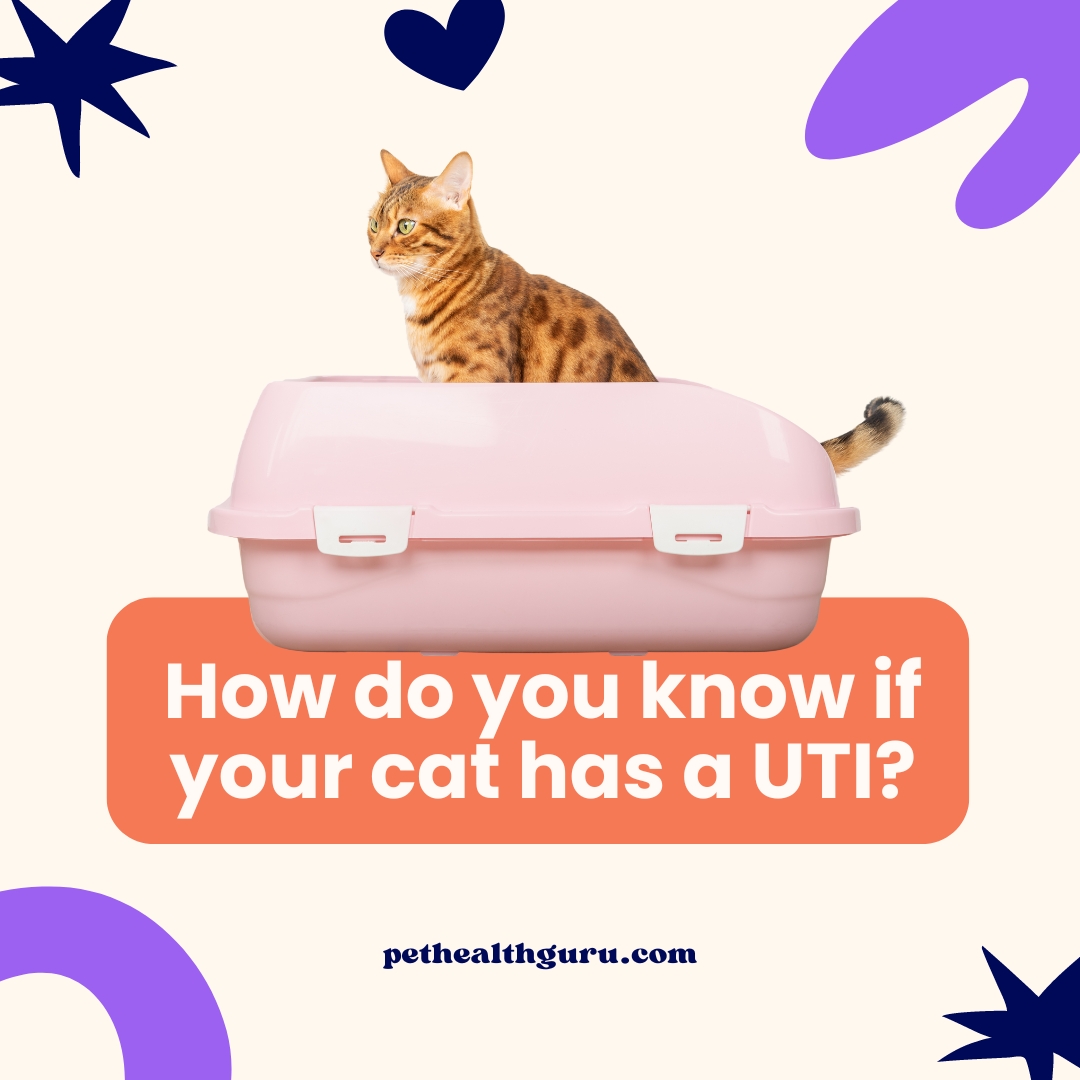 🐱 Is your feline friend acting a bit off lately? 

It could be a sign of a UTI!

Learn more: pethealthguru.com/how-do-you-kno…

#CatHealth  #FelineCare #CatLovers