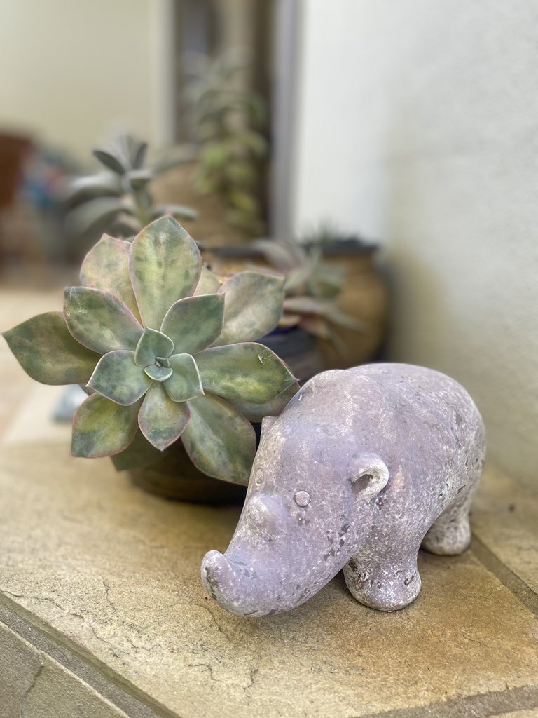 A Ghost plant or Leather Petal and a small stone rhino 🦏 On the Patio.