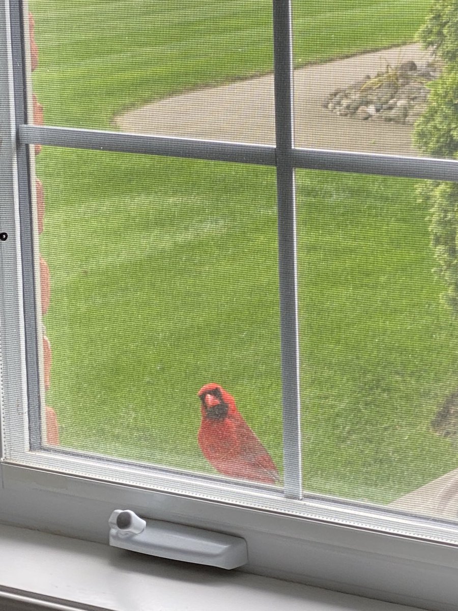 He keeps peeping at me through the bedroom window… #cardinals ❤️