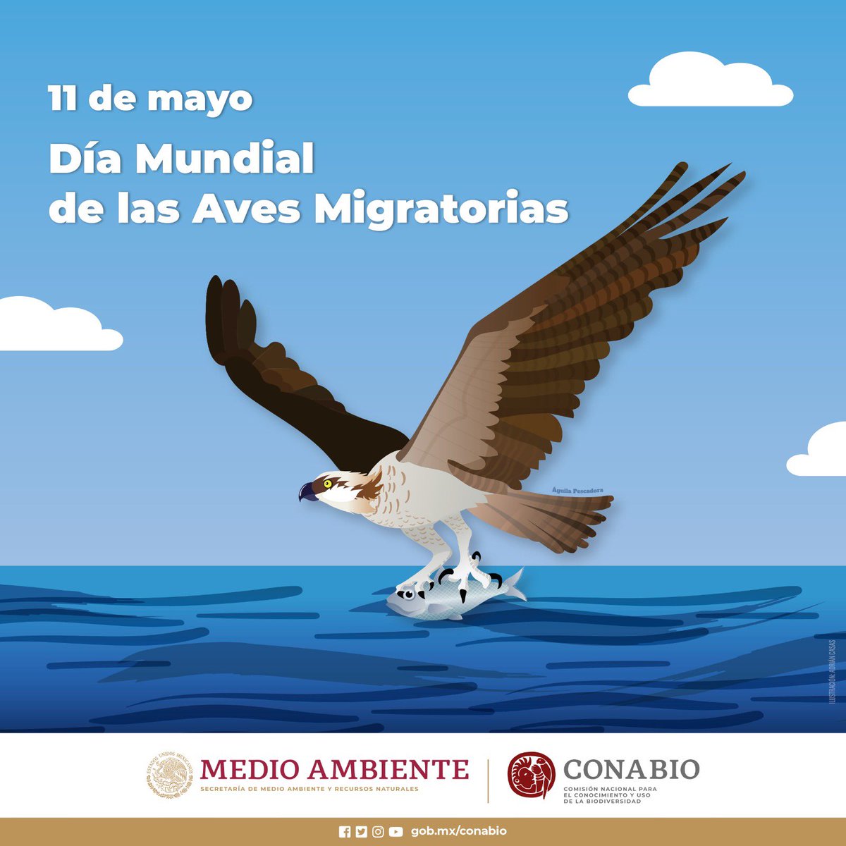 🪶Día Mundial de las Aves Migratorias 🪶 Este día nos recuerda la importancia de proteger las rutas migratorias de nuestras aves, que viajan miles de kilómetros cada año. ¿Qué aves migratorias has visto últimamente?#DíaMundialDeLasAvesMigratorias