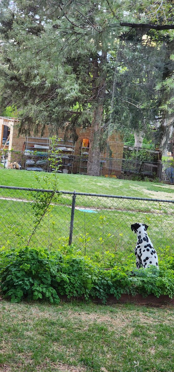 He just wants to play with the foxes 🦊