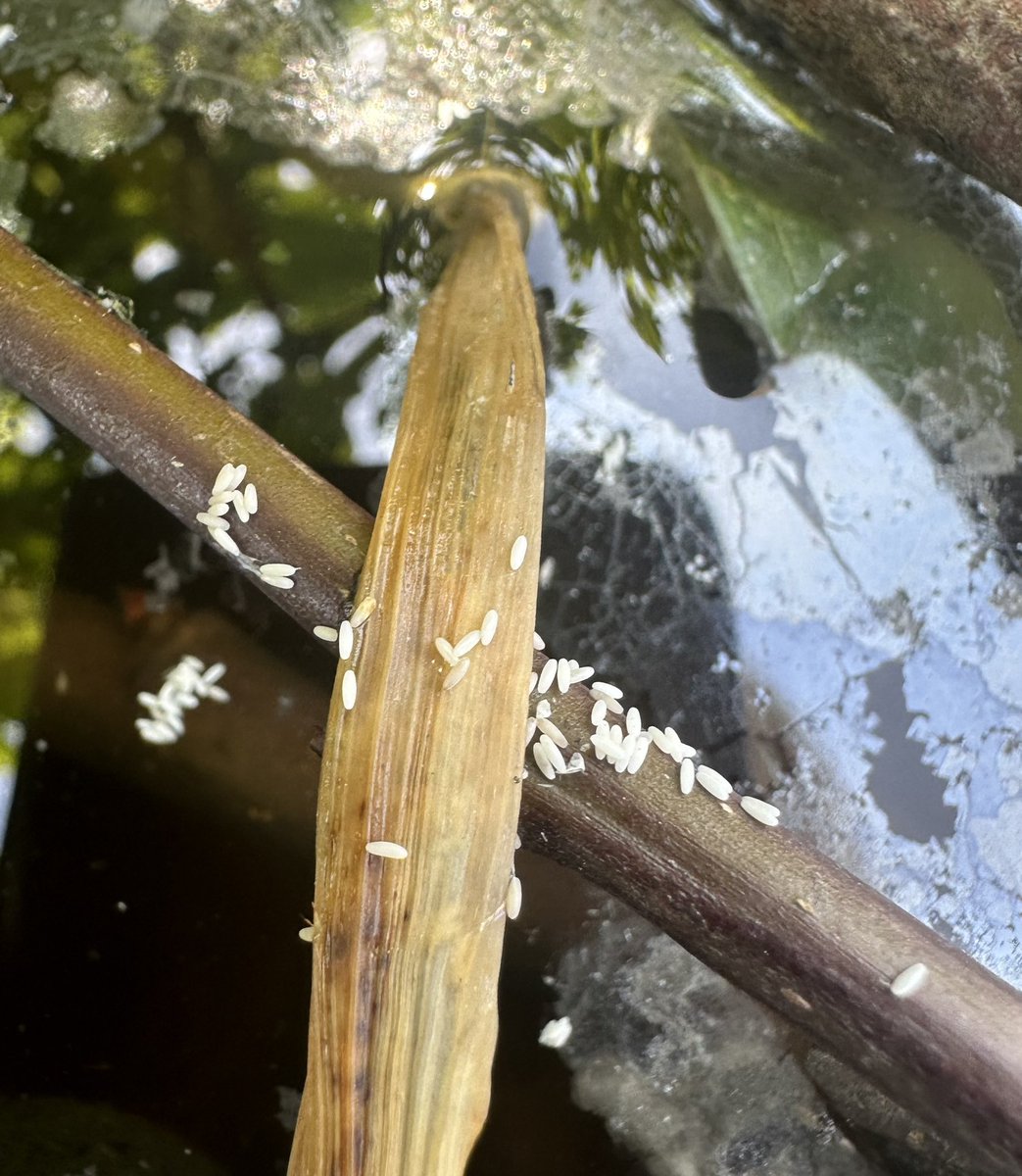 Kentish Town City Farm (@ktcityfarm) on Twitter photo Totally thrilled our #hoverfly lagoons we made w/ <a href="/The_Buzz_Club/">The Buzz Club</a> are being used today. Lots of eggs! Visit thebuzzclub.uk/hoverfly-lagoo… to make your own <a href="/DaveGoulson/">Dave Goulson</a> <a href="/LGSpace/">Little Green Space 🦋</a> <a href="/HoverflyLagoons/">hoverflylagoons</a> <a href="/Team4Nature/">Team4Nature</a> <a href="/citygirlnature/">City Girl In Nature ✨aka Kwesia</a> <a href="/HeathHands/">Heath Hands</a> <a href="/alisonurbanbees/">alison benjamin</a> <a href="/WildlifeTrusts/">The Wildlife Trusts</a> <a href="/HenCorner/">Sara Ward</a> Totally thrilled our #hoverfly lagoons we made w/ <a href="/The_Buzz_Club/">The Buzz Club</a> are being used today. Lots of eggs! Visit thebuzzclub.uk/hoverfly-lagoo… to make your own <a href="/DaveGoulson/">Dave Goulson</a> <a href="/LGSpace/">Little Green Space 🦋</a> <a href="/HoverflyLagoons/">hoverflylagoons</a> <a href="/Team4Nature/">Team4Nature</a> <a href="/citygirlnature/">City Girl In Nature ✨aka Kwesia</a> <a href="/HeathHands/">Heath Hands</a> <a href="/alisonurbanbees/">alison benjamin</a> <a href="/WildlifeTrusts/">The Wildlife Trusts</a> <a href="/HenCorner/">Sara Ward</a>