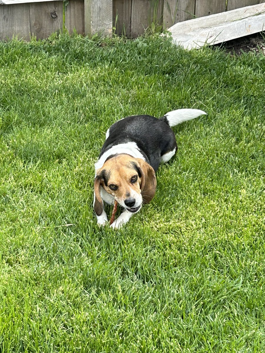 Enjoying my chicken strip in the backyard. What’s everyone else doing today?☀️🐶🐓
#Beagle #weekendfun #weekend #beautifulday #HappyWeekend #livingmybestlife #dogs
