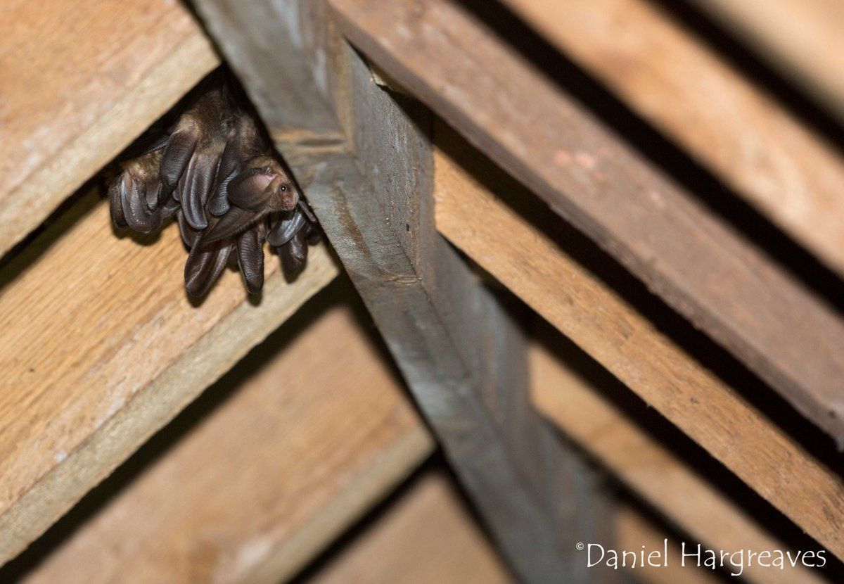 The National Bat Helpline are a small team devoted to 'helping people, helping bats'. The team receives hundreds of calls each week and we rely on the generosity of the public to help us fund the work we do. Please donate if you can: buff.ly/3zDAjOg