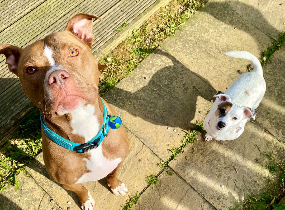 It’s treat time!! I’m sitting like a good boy. Tiny Big Sis is too excited to sit 🤣 #staffy #Staffie #JackRussell #dogs #DogsOfTwitter #DogsofX #handsome