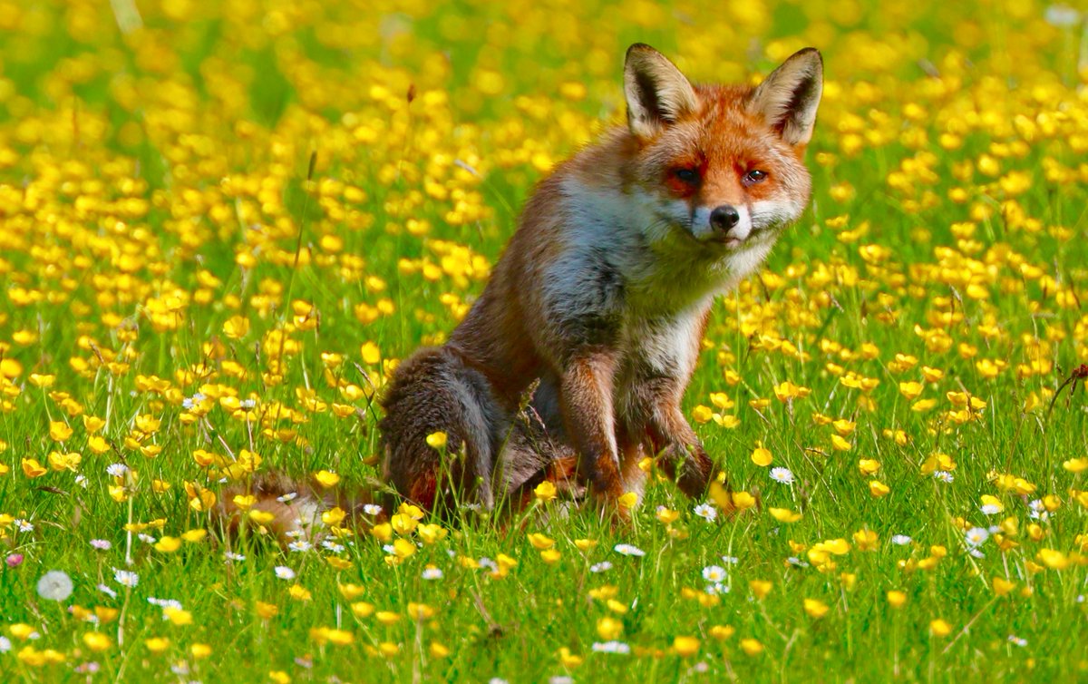By deploying its customary cunning this Red Fox makes itself almost invisible in a yellow field #FoxOfTheDay