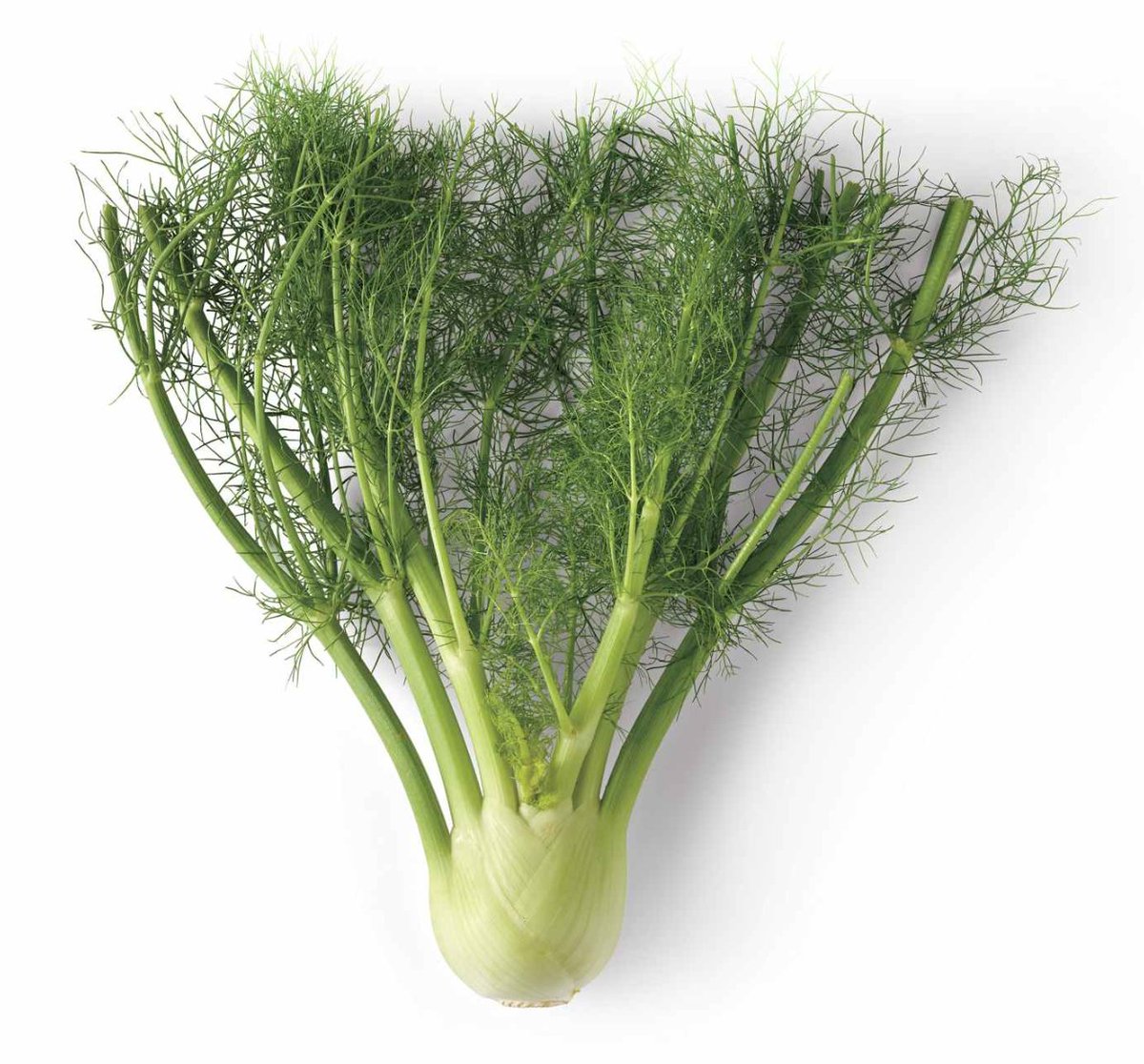 If you experience painful menstruation, fennel is your friend. This herb reduces the presence of menstrual pain-inducing prostaglandins in the blood. Drinking fresh fennel juice before & during menstruation helps alleviate cramps, bloating, & other uncomfortable period symptoms.