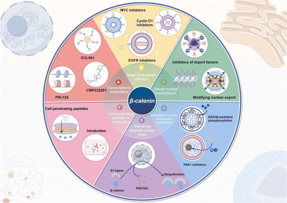😎 Check out this new #review!

The authors summarize the role of the Wnt/β-catenin signalling axis in regulating #EMT in #ColorectalCancer cells, which triggers metastatic pathogenesis.

✨ bit.ly/44AINDi