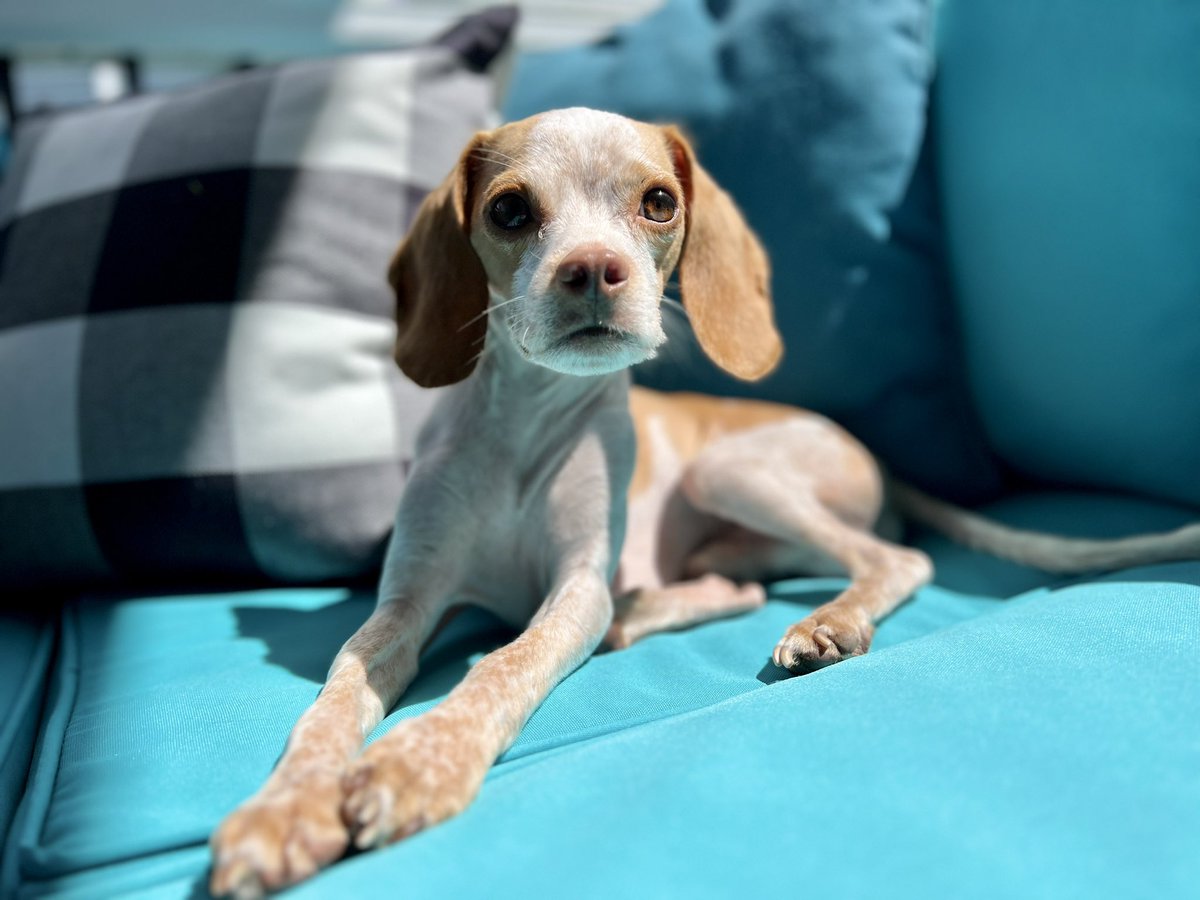 What a beautiful day! 🐾🐶🐾 just relaxing in the screen porch 
#heckcancer #livingmybestlife #pocketbeagle #lemonbeagle #beagle #dogsofx #dogsoftwitter