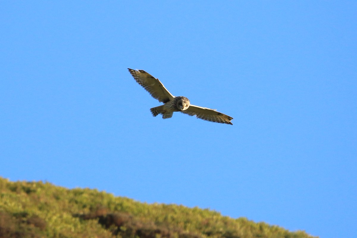 David Bedford (@davidbedford86) on Twitter photo Nice views of a Short-eared Owl at Danebower this morning but it was an odd looking one! Not sure how it got in that state. <a href="/CAWOSBirding/">Cheshire & Wirral Ornithological Society</a> Nice views of a Short-eared Owl at Danebower this morning but it was an odd looking one! Not sure how it got in that state. <a href="/CAWOSBirding/">Cheshire & Wirral Ornithological Society</a>