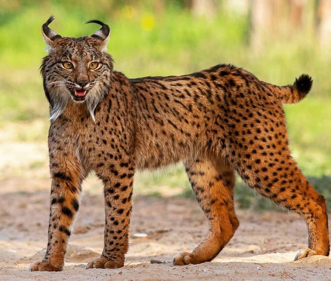 Beautiful Iberian Lynx. Credit to @salfordmartin