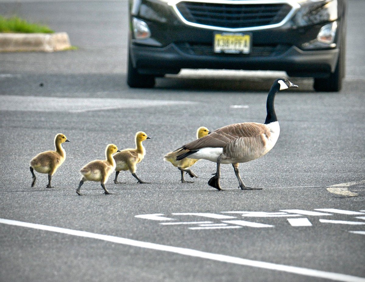 Mother goose taking the kids through the drive-through at Panera. She isn’t carrying a purse, so I guess she’ll just put it on her bill.