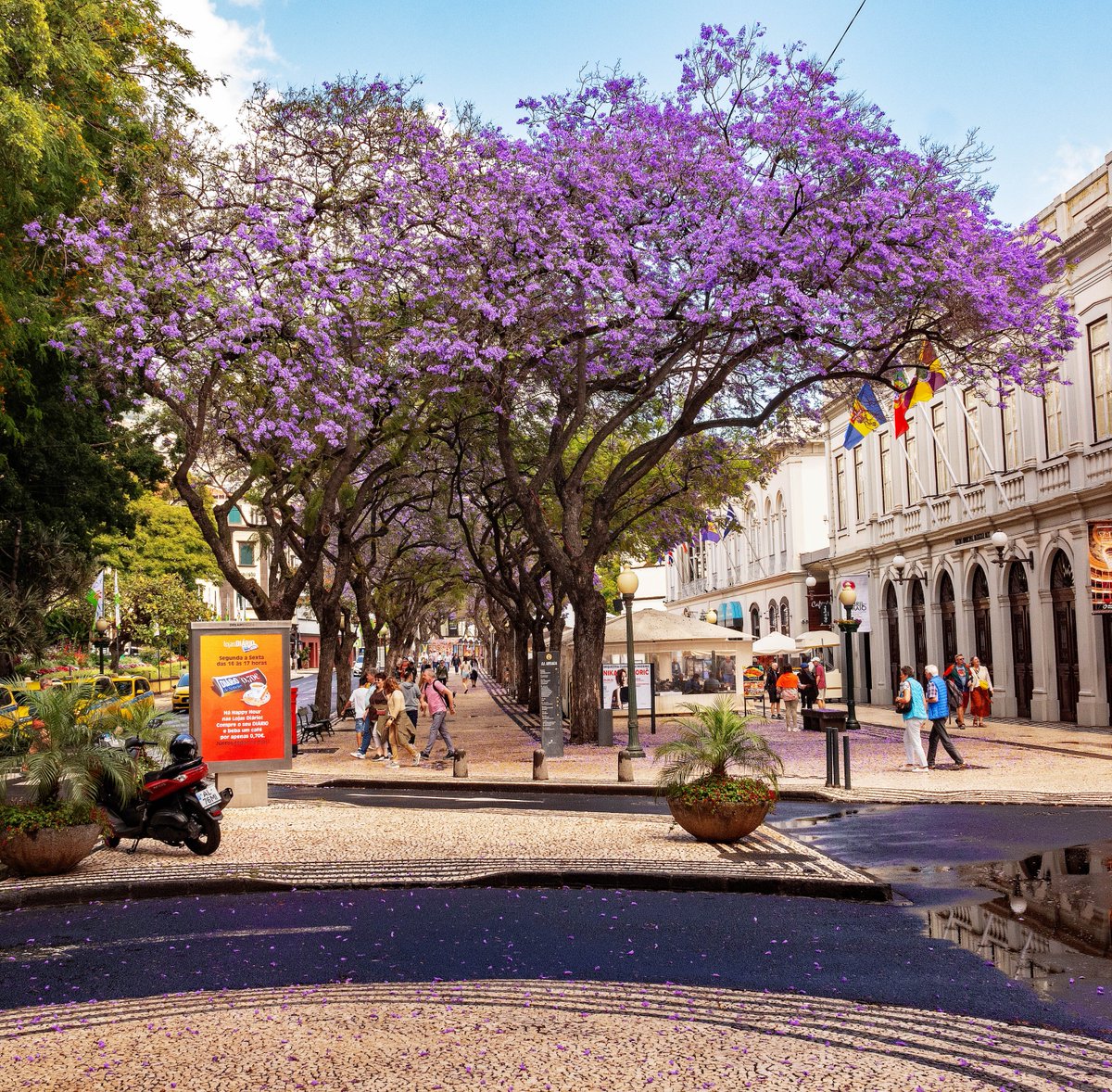 Jacaranda trees in full bloom in Funchal #colourphoto #Leica #NaturePhotograhpy #jacaranda