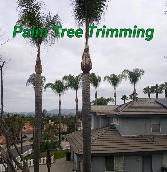 We trim all kinds of palm trees, here is an example of some trimmed queen palms bit.ly/palmtree_trimm…