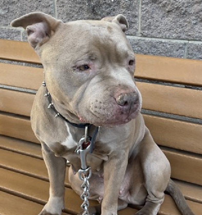 #NationalDogMomsDay Who is more perfect for the title than an overbreed Grandma New Intake #NYCACC #AdoptMe #RescueMe Meet Melo Oh my😍 #SaveOurSeniors Melo needs a soft landing, continued vet care A warm & loving home Enjoys playing, walks, naps & cuddles Pls #Pledge