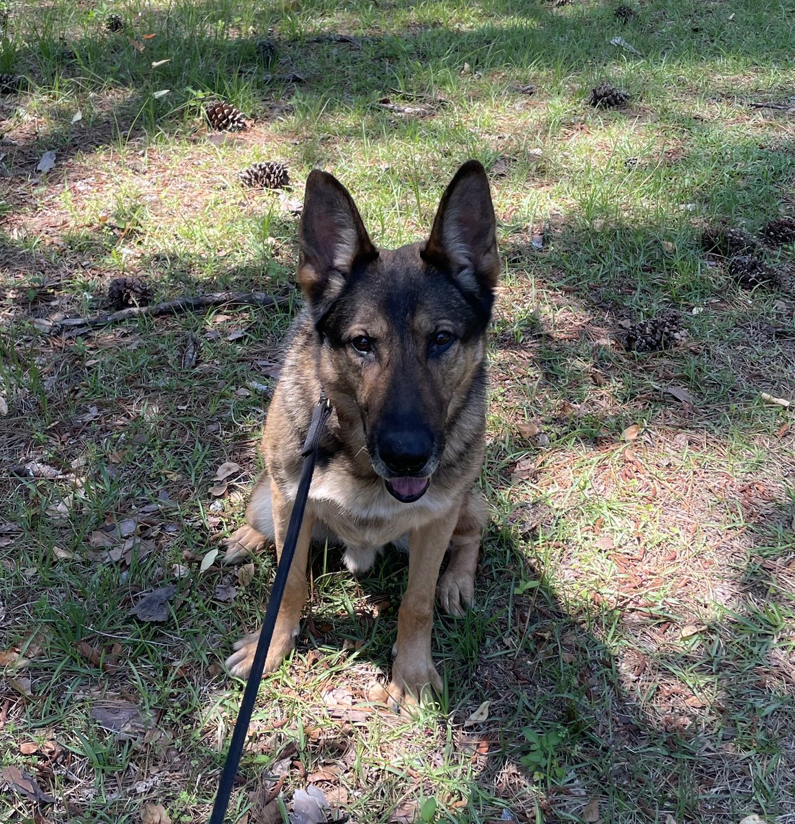 K9 Titan 🤎🖤💚 I always call him “Bigasshead” even though this pic doesn’t reflect the reason it’s his nickname at all! But he has a giant head and giant paws, biggest I’ve ever personally seen. 🤣