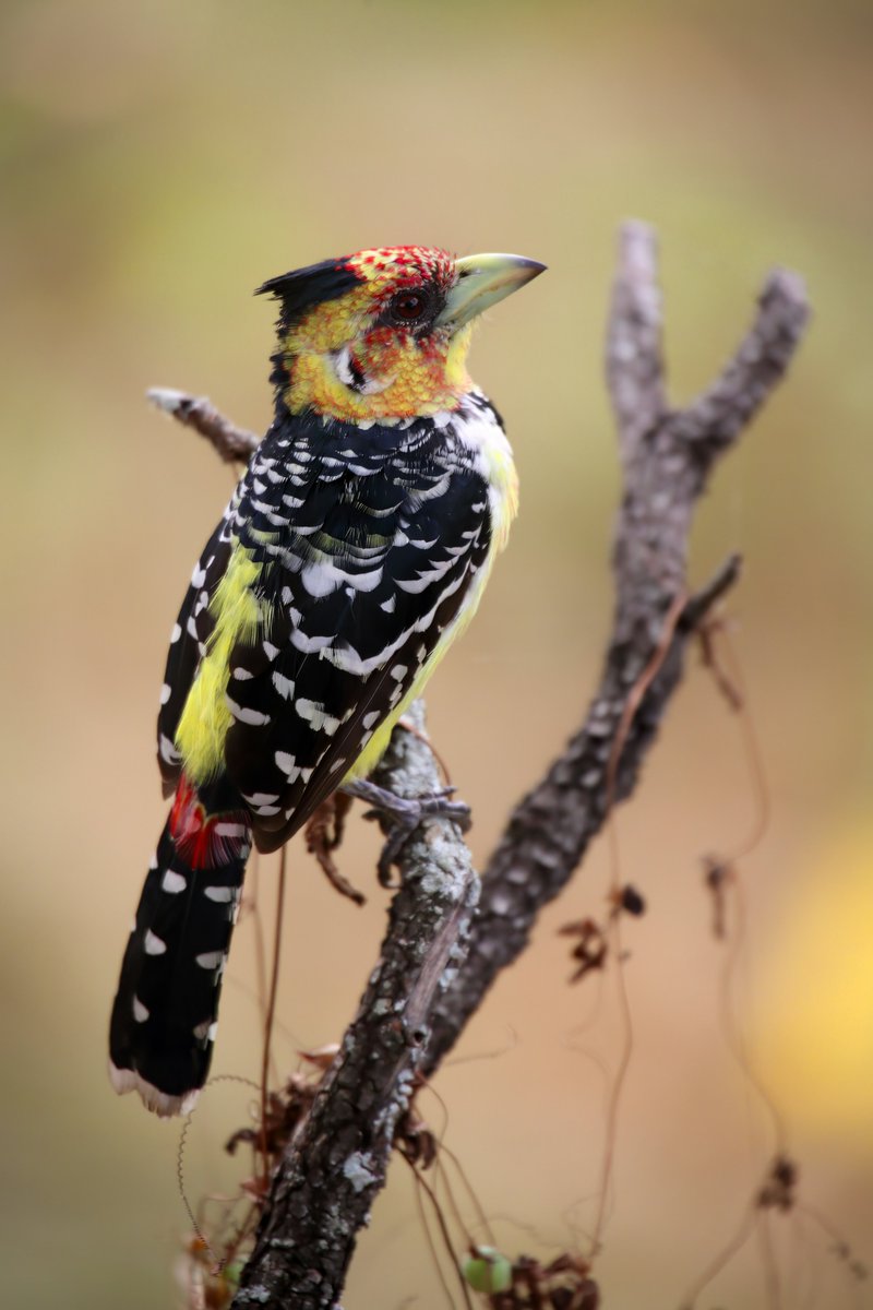 Crested Barbet perched on a tree, Kruger National Park, South Africa. 🇿🇦

#SouthAfrica #birds