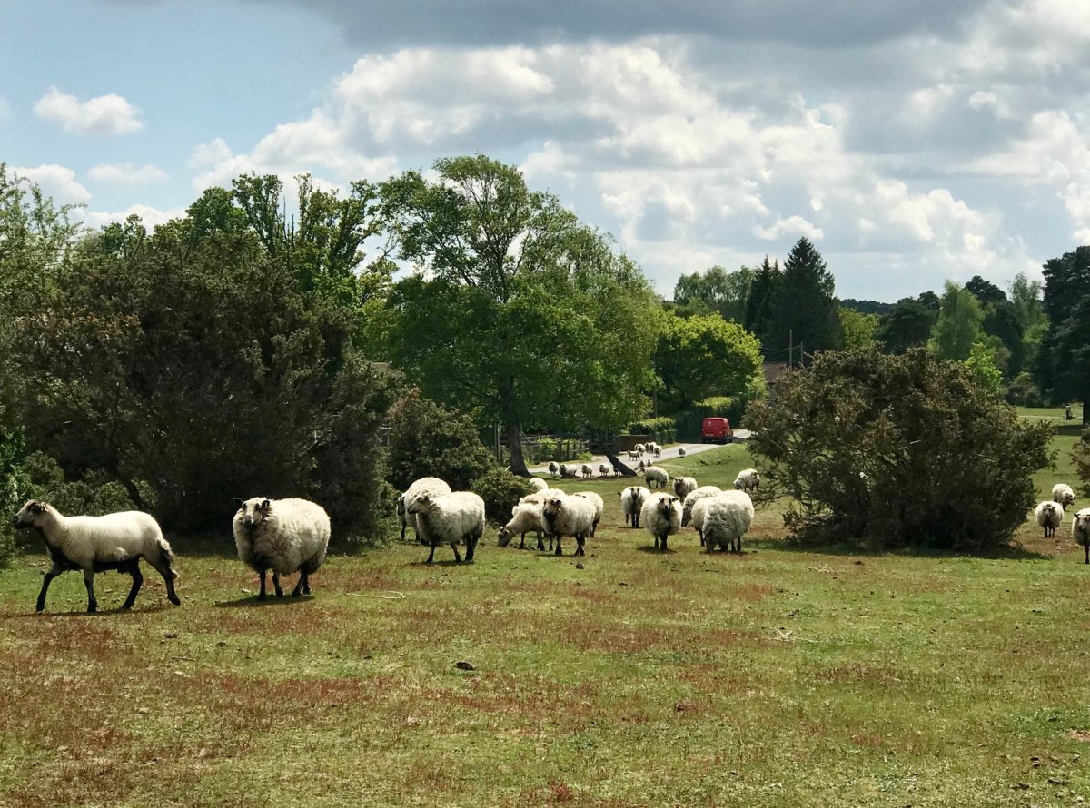 Countrywatch were in the Bramshaw/Cadnam Common area of the New Forest today conducting high visibility patrols and speaking to local residents about the recent barbaric sheep attack. We will do all we can to identify the offenders and bring them to justice #21510 #HantsRural