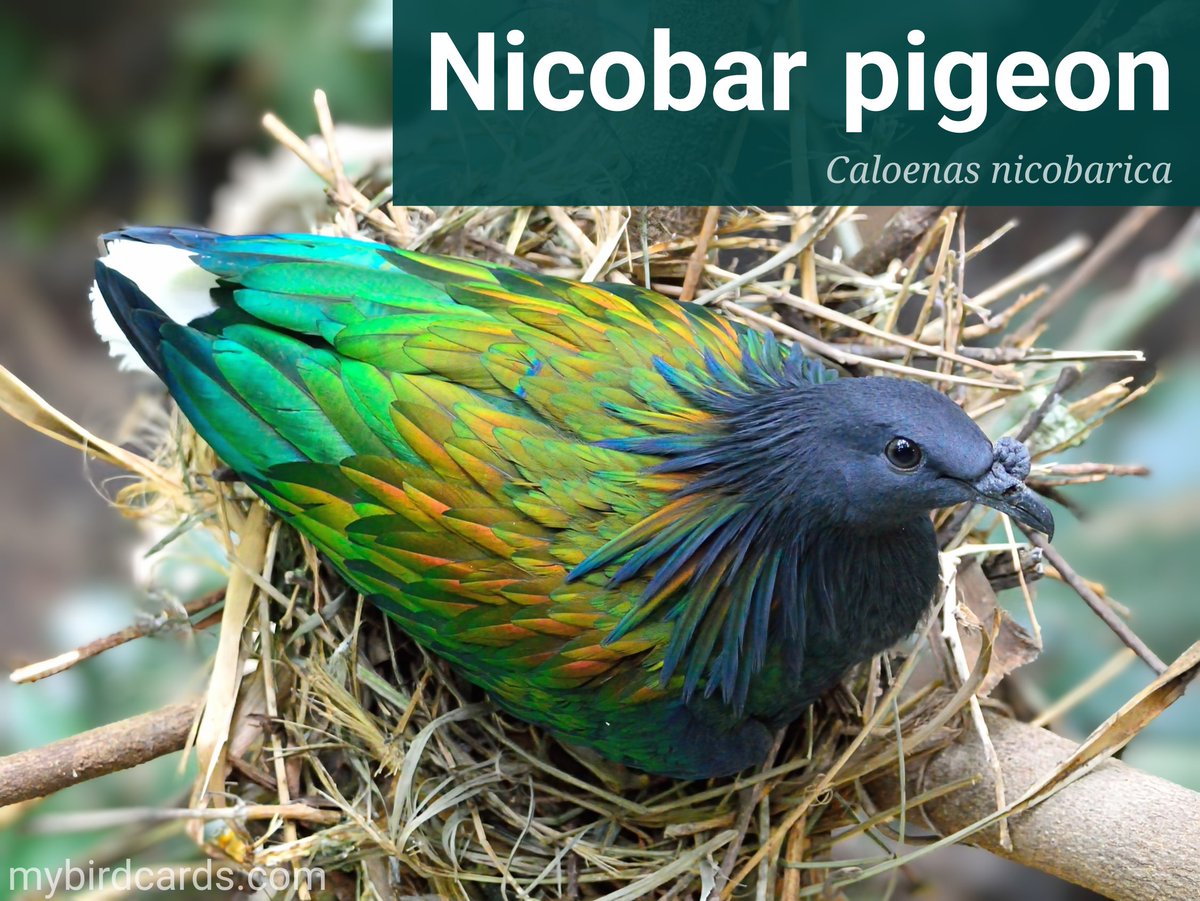 🌏 Nicobar pigeon (Caloenas nicobarica) #Asianbirds #Indianbirds #Indonesianbirds | #Pigeons #Doves #Columbidae | #mybirdcards #birdcards #birds🦜 #BirdsOfTwitter #birds