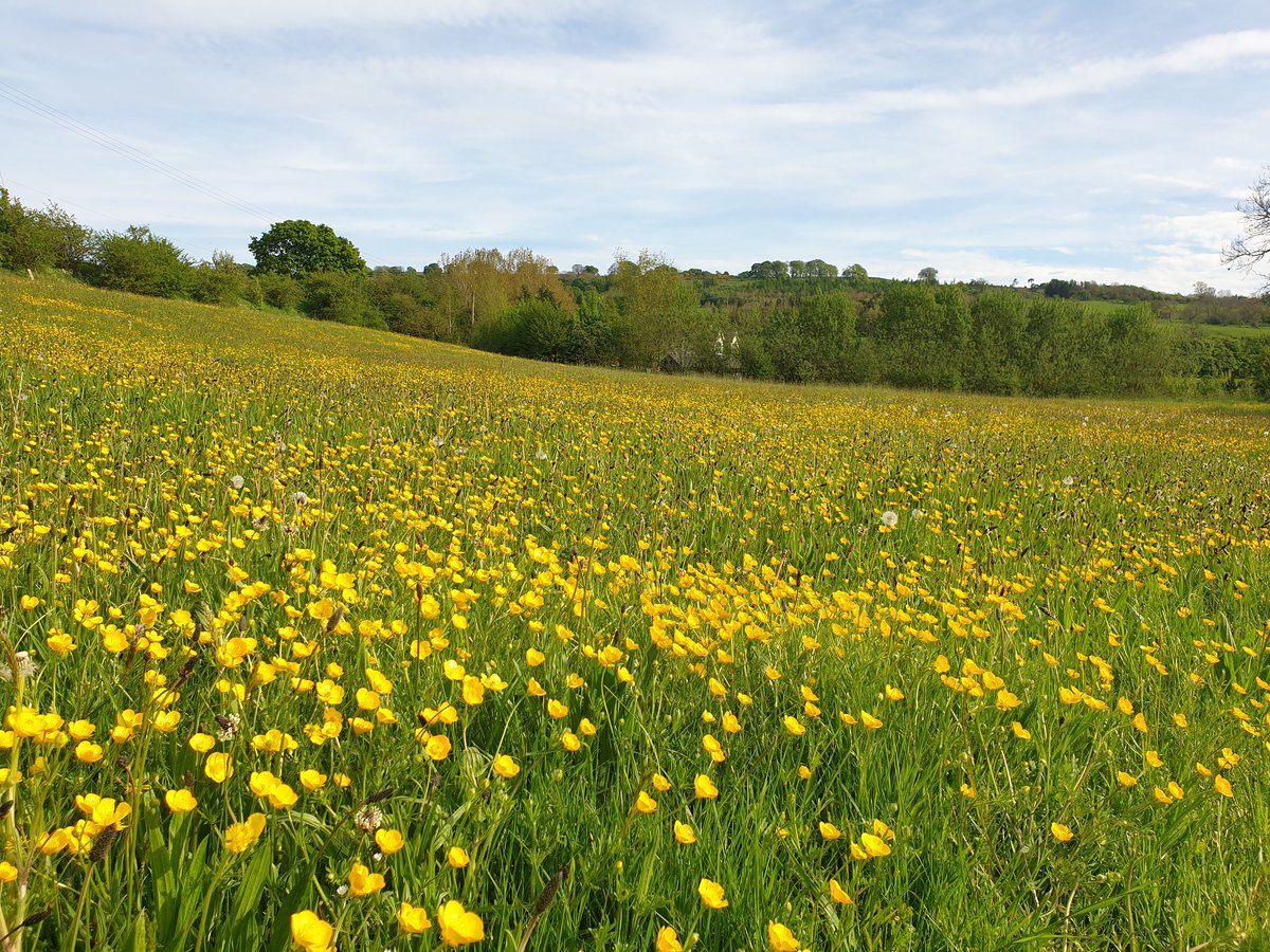 97% of UK flower meadows have gone. So, 10 years ago, we brought a home with a field of monoculture short grass. We now have 1.2 acres of meadow including buttercups, speedwell, crosswort, yellow rattle, starwort & more. 1 million flowers bring me no money but much joy. #NoMowMay