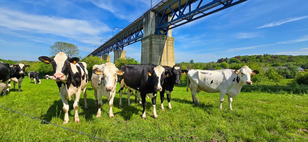 Afgezien van enkele pauzes de hele dag gewandeld in het gebied tussen #Hombourg, #PlombièresEglise en #Moresnet, bekend om zijn karakteriatieke lange stalen spoorwegviaduct (F4). Ruim 20 km op de teller. Hoogtepunt vond ik het stroomgebied vd Geul onder Plombières (F1/F2/F3).