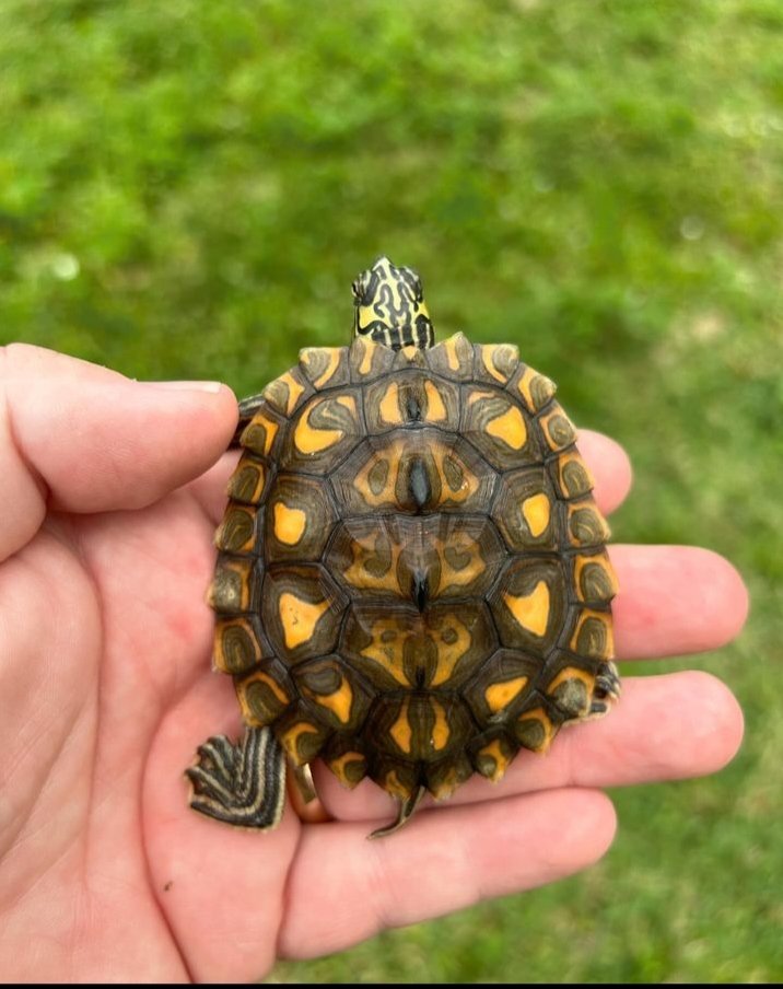 Colourful tortoise so cute