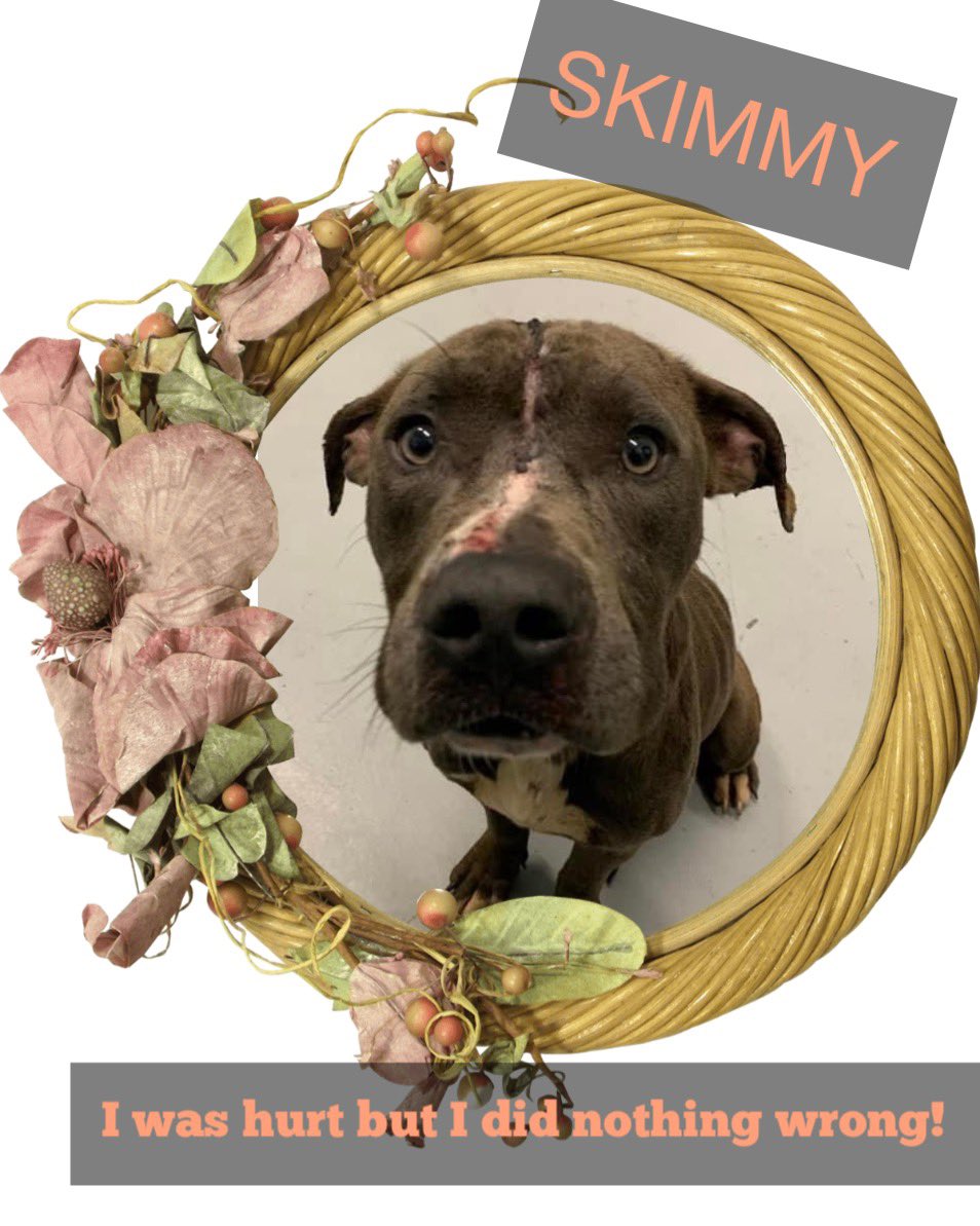🆘💔SKIMMY #A367537 INJURED by some POS😡Full of scars😢on neck, shoulder and head. Poor abandoned and neglected stray ended #Corpuschristi TX AC where  he will find his🔥DEATH🔥It could come every moment bc his wounds😢Friendly boy APTB mix scared by loud sounds. #Rescuevillage
