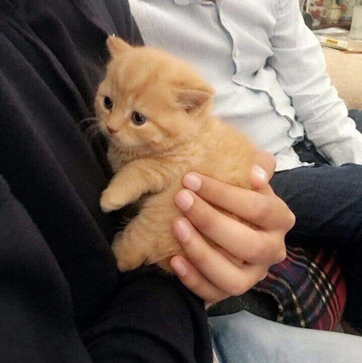 comfort for Nyanakin stans 🩷🐈 (@nyanakincomfort) on Twitter photo 