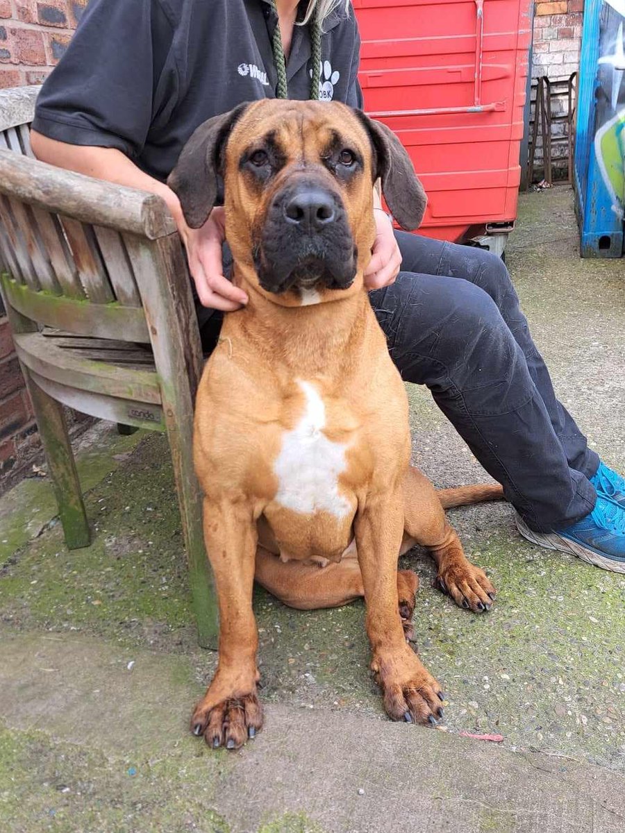 Please retweet to help RJ find a home #BIRKENHEAD #LIVERPOOL #UK AVAILABLE FOR ADOPTION, REGISTERED BRITISH CHARITY✅ Boerboel Mastiff, aged 2. No history known. RJ is really struggling with kennel life and hates being left, we’re doing everything we can to make sure she’s loved…