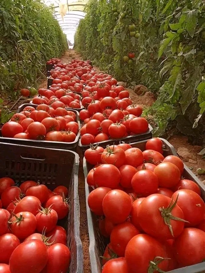 Greenhouse tomatoes 🍅🍅🍅 harvests.

#foodblogger #agriculture #farming #food #follower

📸 Courtesy ZortZortrax Agriculture Corporation
