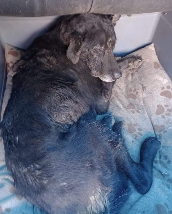 🔴 Encontraron un perrito enterrado en #IslaDeMaipo 😔

Si quieres adoptarlo habla al:

+56 9 2631 2121.

@carolinapinoc @cleivamoris @PerrosPlazaHuem @AnimalParaiso