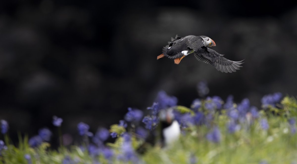 Landing in the bluebells! #puffin #bird #BirdsOfTwitter #wildlifephotography #wildlife