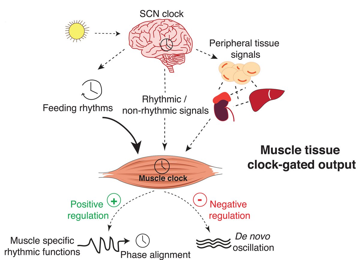 Molecular circadian clocks in the brain and muscle tissue cooperate to keep muscles healthy and functioning daily, according to a new Science study in mice. The findings could provide potential strategies to protect muscle function in aging individuals. scim.ag/6Vl