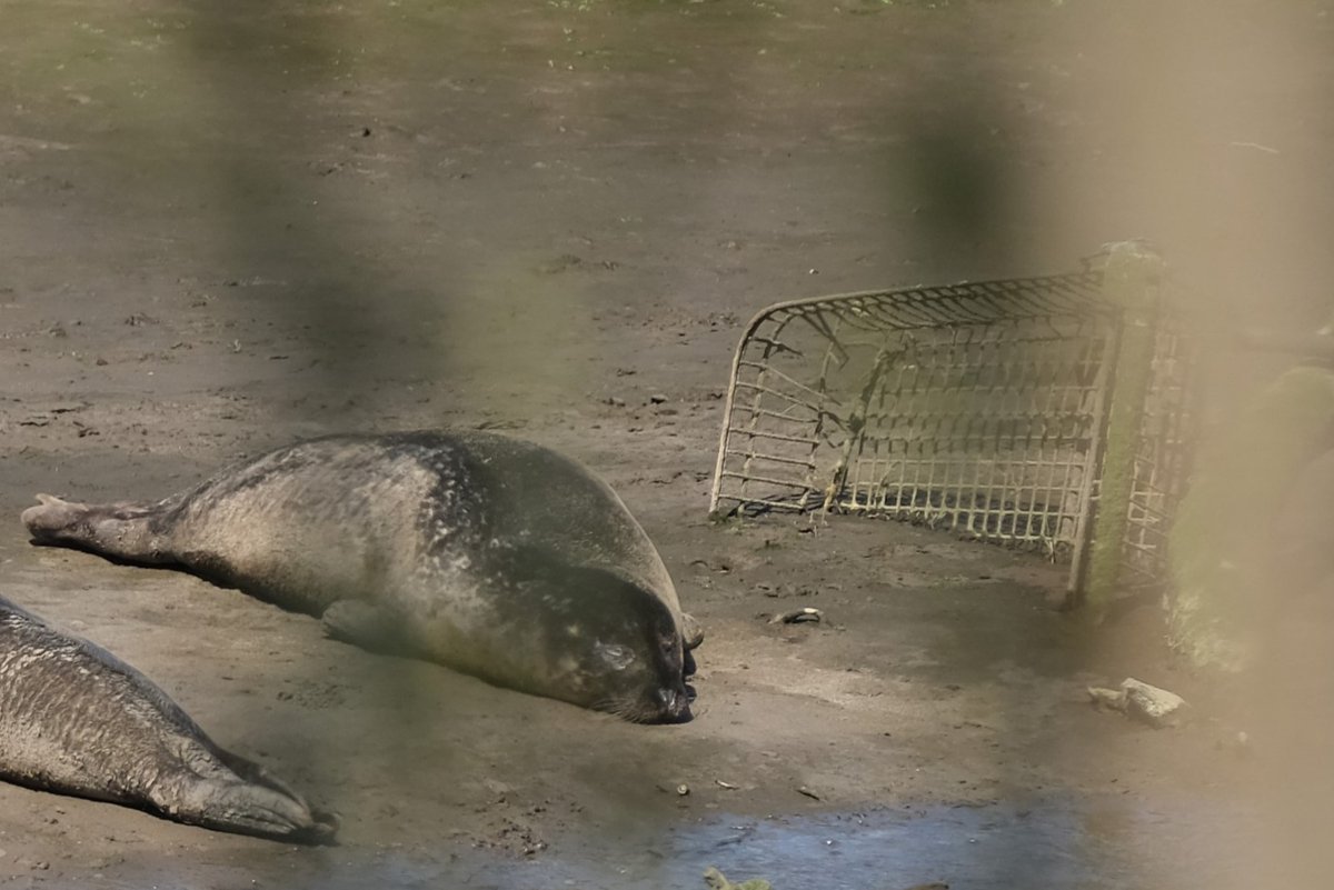 Looks like an idyllic spot ? Seals basking on a river island. Zoom in and this is what you see...a rusting supermarket trolley.  #SaveNature #seals