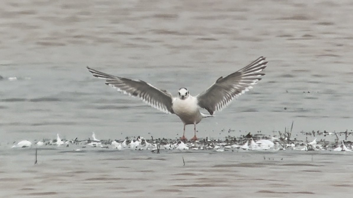 A pleasure to be involved in the @Lincsbirding guided walk lead by @Richard_Doan_ at Gib Point this morning, 64 species for me before I had to leave, this Little Gull the pick of the bunch with 2 Whoopers and 2 Spoonbills. Then a Turtle Dove flew south along ED at 16:15!