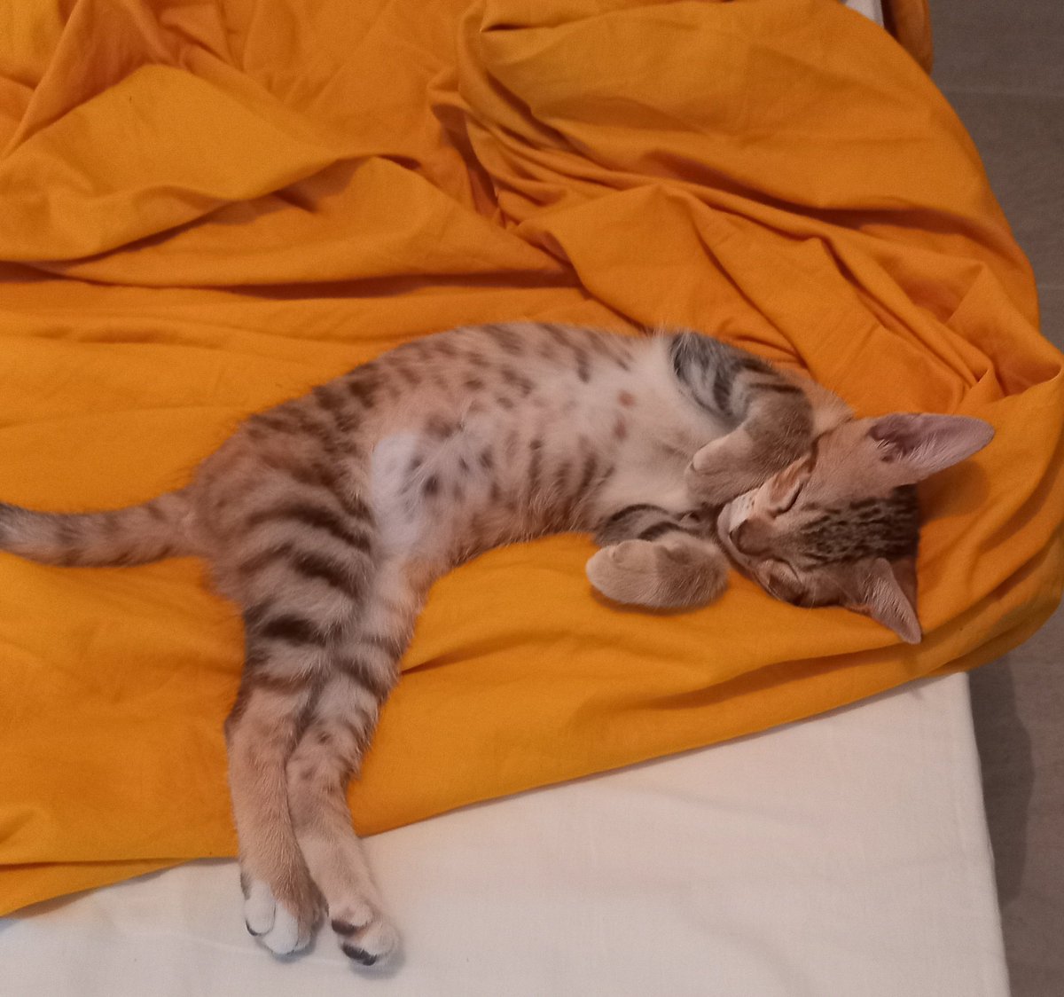 olivb31's tweet photo. Bon ben askip ça fait 10 ans que j'ai Twitter. Pour fêter ça, une photo de chat 😎 #10years https://t.co/kXKEsa0hlW