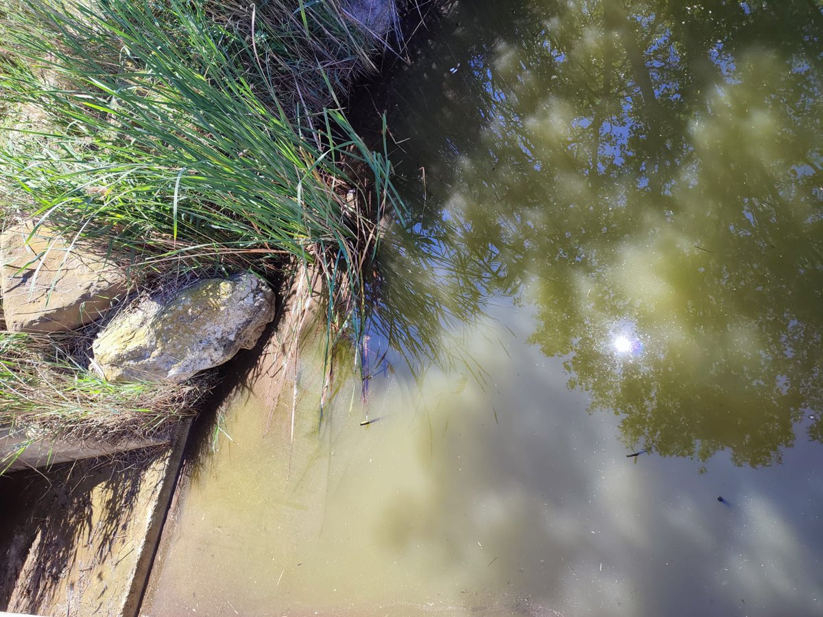 Salvem l'Olla del Rei tweet media