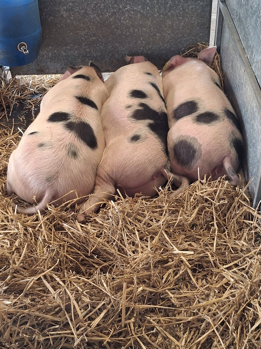 CandiaMcKormack's tweet image. #EricFest #EricFreeman