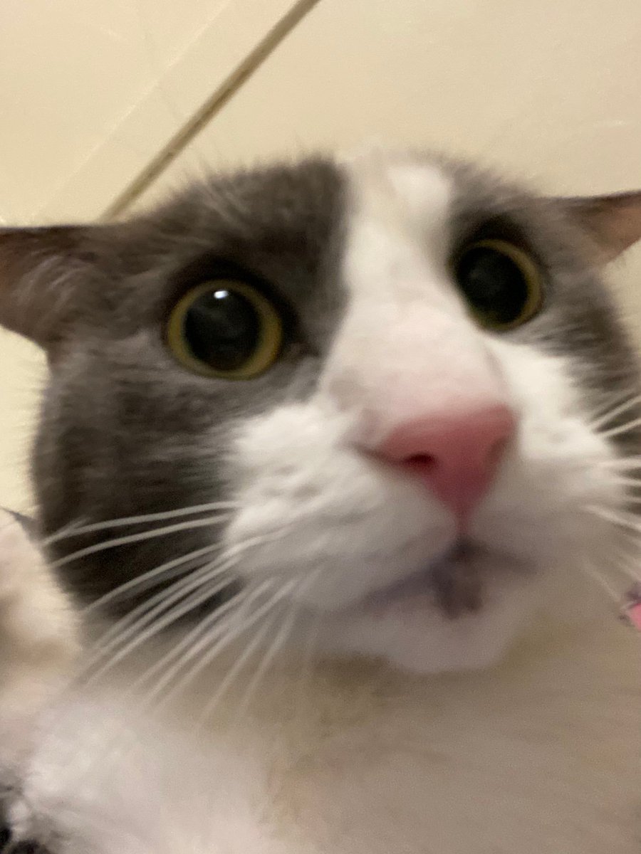 tri-hourly shark tweet media