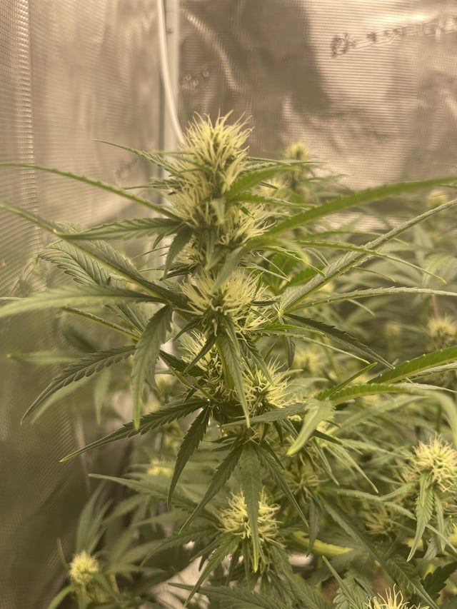 Posted by
u/thatssummer
🌿 #GrowYourOwn #BlueDream #CanaKush 🌿

First Auto Grow - ILGM Blue Dream Auto. 6 weeks from seed. CoM Stonington, recharge, and LST, 5 gal