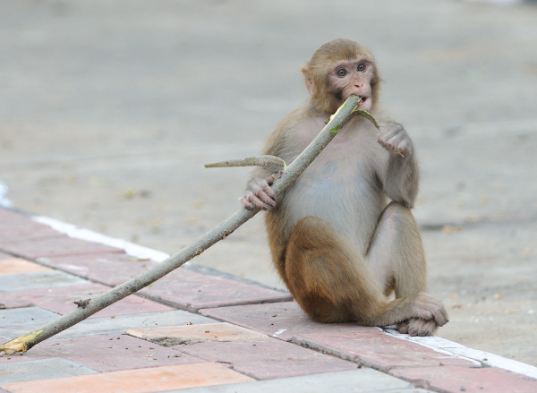 Lathi mere paas hai, meri bhaisein kahan gayi? #Nature #Monkey #wildlife