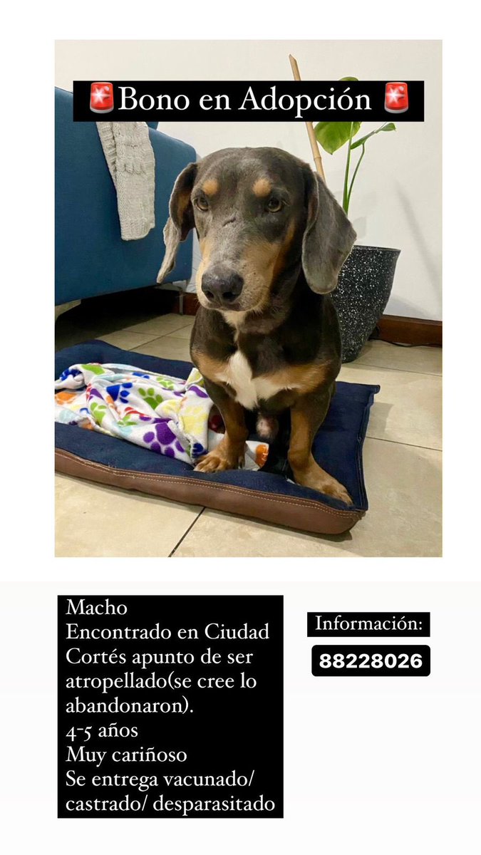 marceg_p's tweet photo. Holaaaa 🐶 Bono anda en busca de una familia que lo ame y cuide por siempre. Estuvo a punto de ser atropellado y un perrito no merece vivir en la calle. Ayudamos compartiendo porfa. Se entrega desparasitado, vacunado y castrado. Es súper bueno y quiere que lo amen mucho. 💜💜💜 https://t.co/f9PSGqx4I6