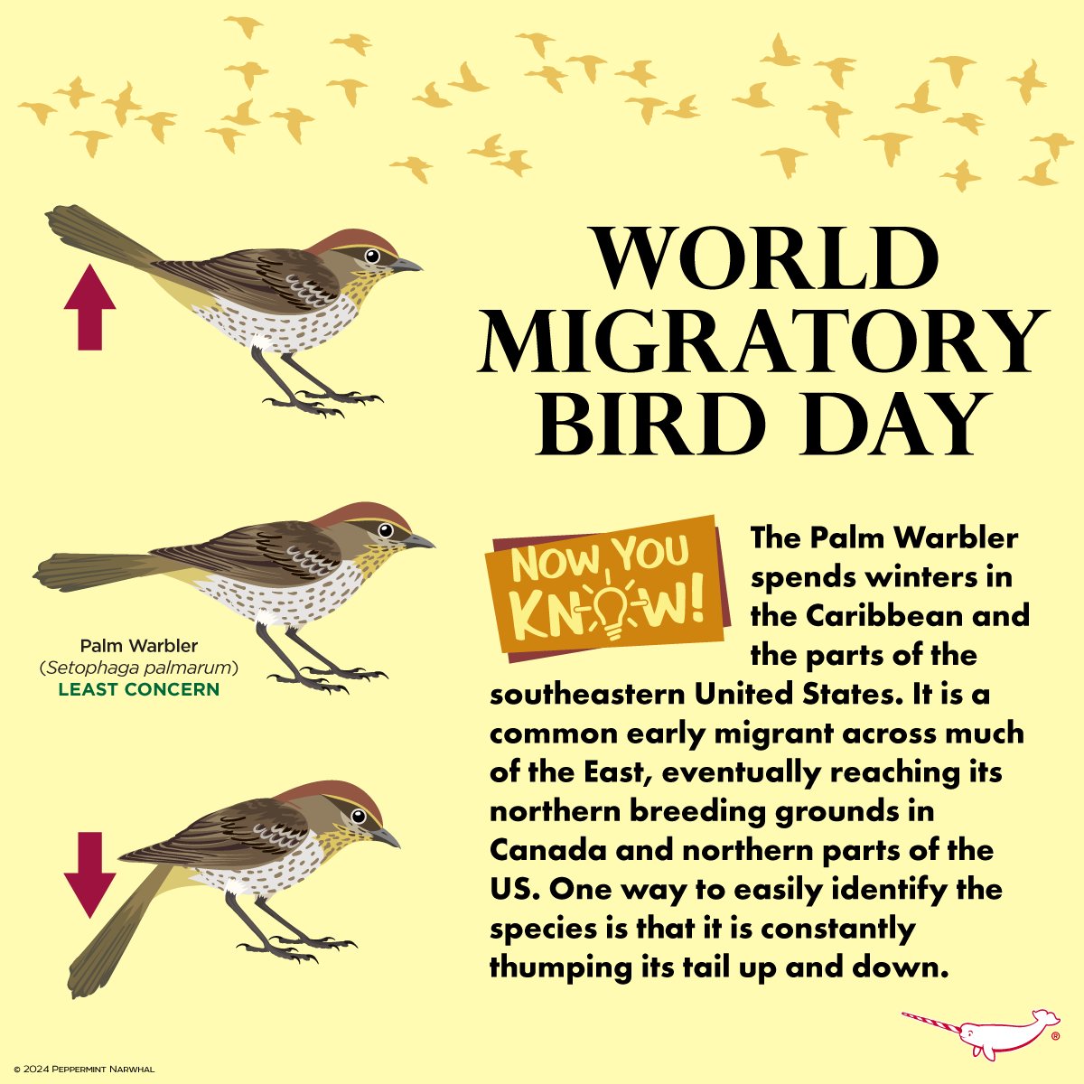 #WorldMigratoryBirdDay
#NowYouKnow #PalmWarbler

Shop the #PeppermintNarwhal store:
peppermintnarwhal.com

International Shoppers visit our store on Etsy: 
etsy.com/shop/Peppermin…

#MigratoryBirdDay #BirdMigration