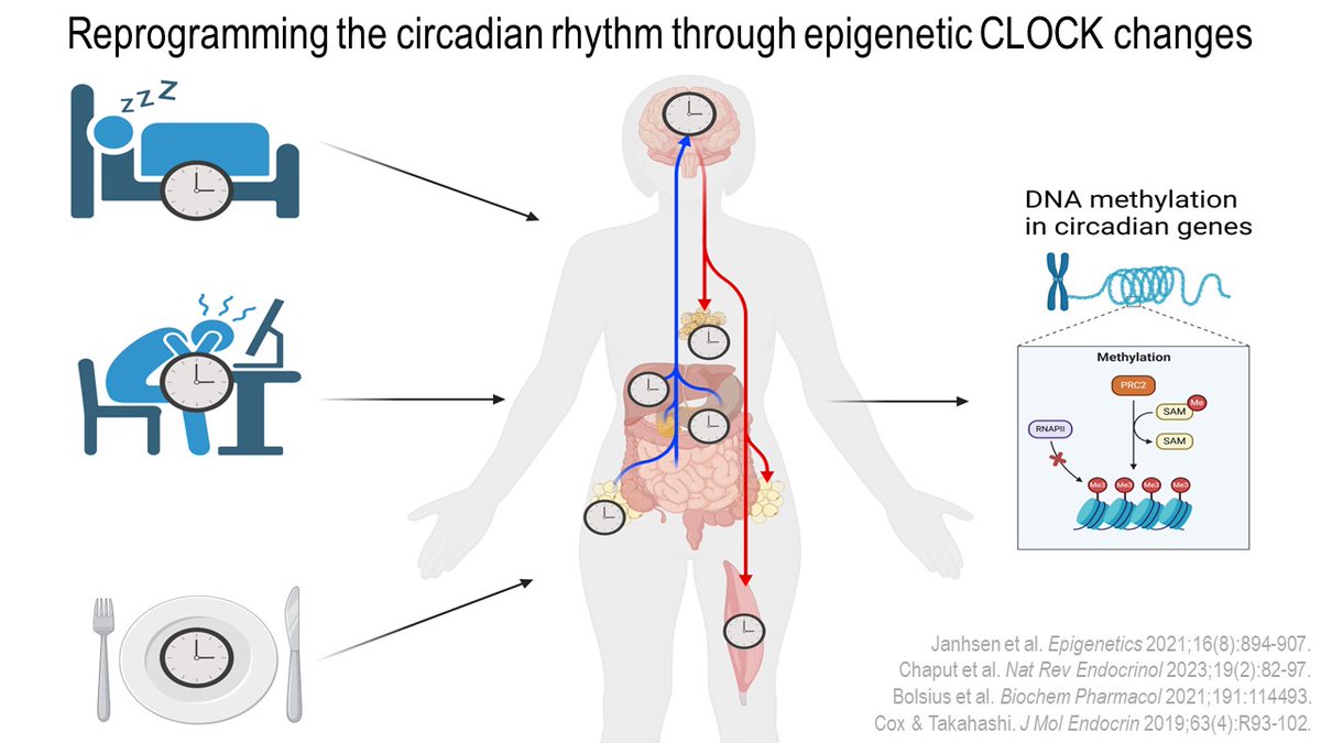 Dear X Friends, intermittent #fasting + time-restricted #exercise & stress exposure to reset circadian rhythm disruptions through #epigenetic CLOCK changes. Fascinating 🔓read to optimize your #sleep treatment: mdpi.com/2218-273X/11/4… Today in plenary @ECUchiropractic #ECU2024